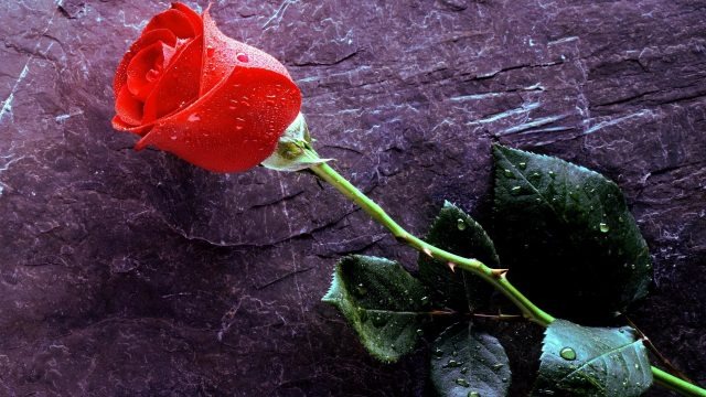 صور ورود جميلة 2023 رمزيات