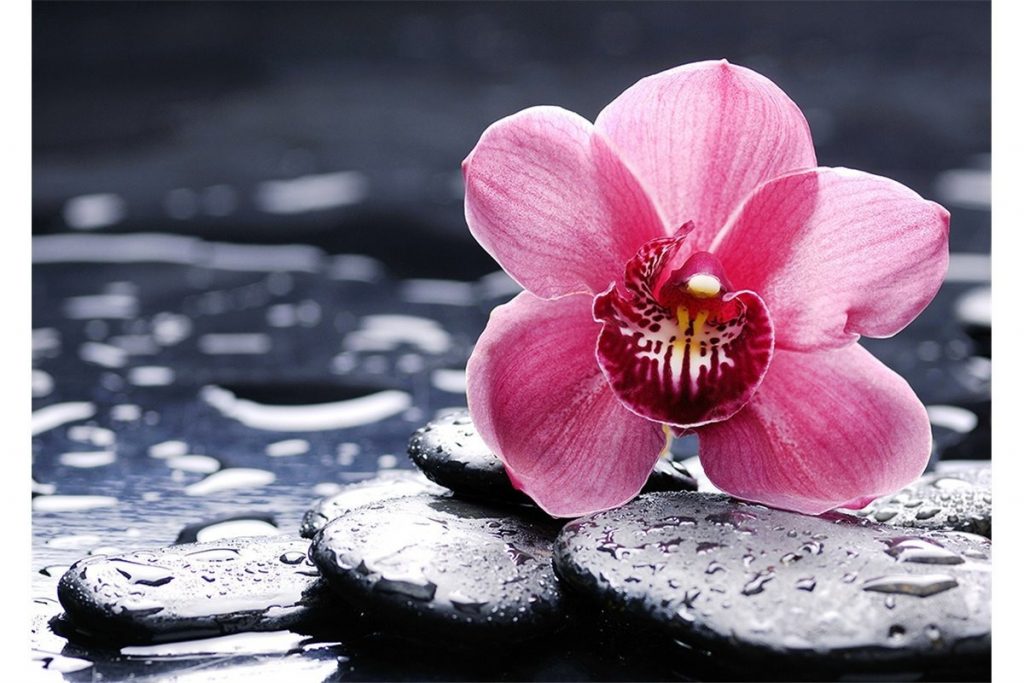 صور ورود جميلة 2023 رمزيات