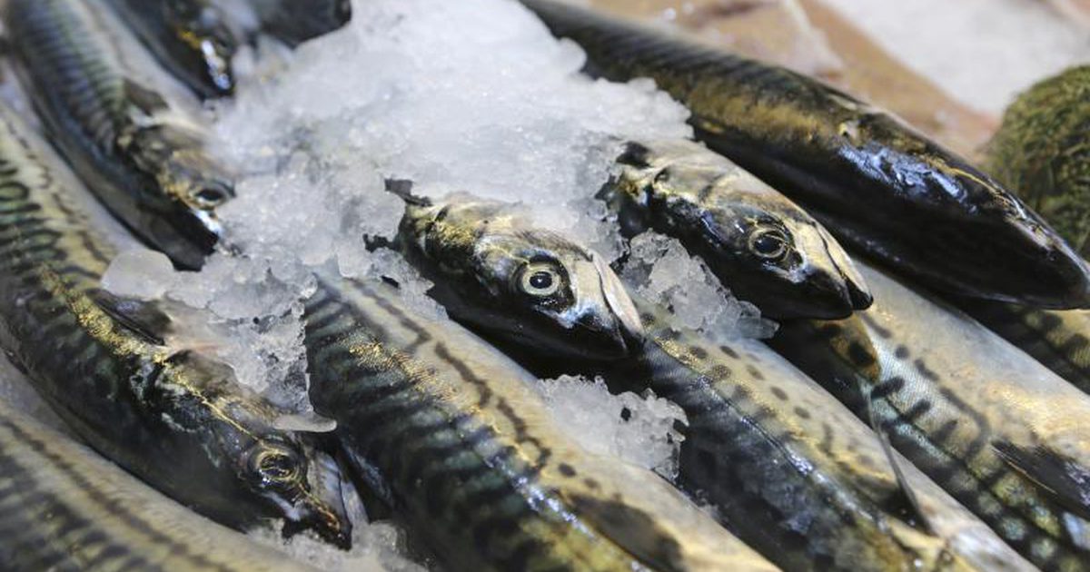 فوائد سمك الماكريل لصحة الجسم - منتدي فتكات